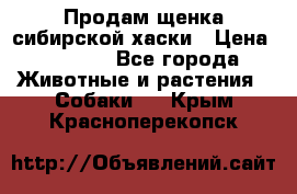 Продам щенка сибирской хаски › Цена ­ 8 000 - Все города Животные и растения » Собаки   . Крым,Красноперекопск